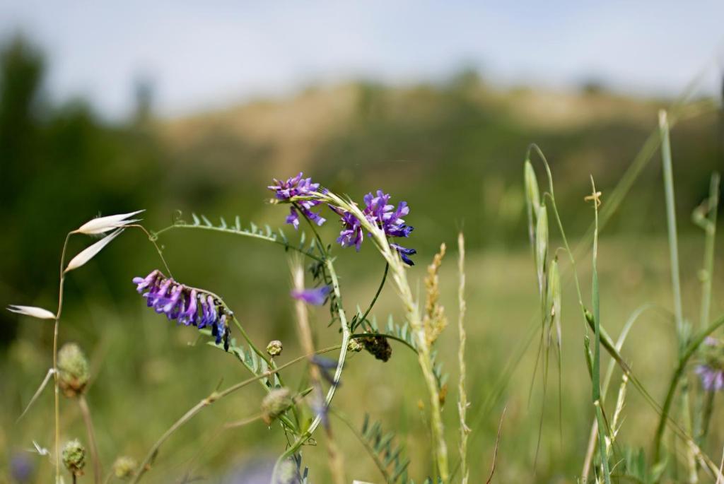 סן ג'יובאני ואלדרנו Agriturismo Valleverde מראה חיצוני תמונה